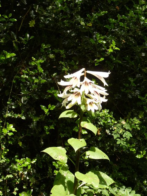 Cardiocrinum giganteum